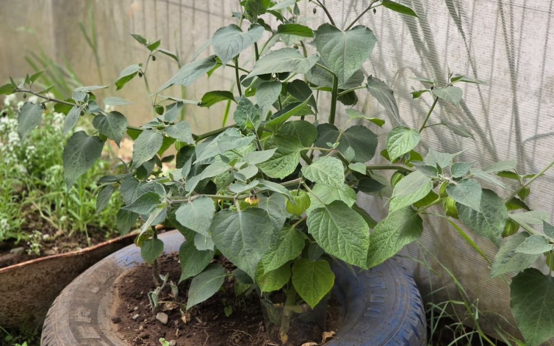 TALLER INVERNADERO DA SUS FRUTOS