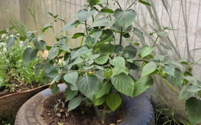 TALLER INVERNADERO DA SUS FRUTOS